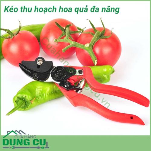 Kéo thu hoạch hoa quả, cắt tỉa cây đa năng chuyên sử dụng để cắt tỉa cành, hoa và cây ăn quả trong vườn. Kéo thích hợp cho việc cắt quả cà chua, dưa chuột, nho, cam, quýt,...Lưỡi kéo mạnh mẽ, sắc bén và bền vững. Kéo cầm vừa tay, gọn nhẹ