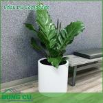 Chậu trụ Composite
