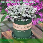 Chậu trồng cây cảnh Monrovia size 5